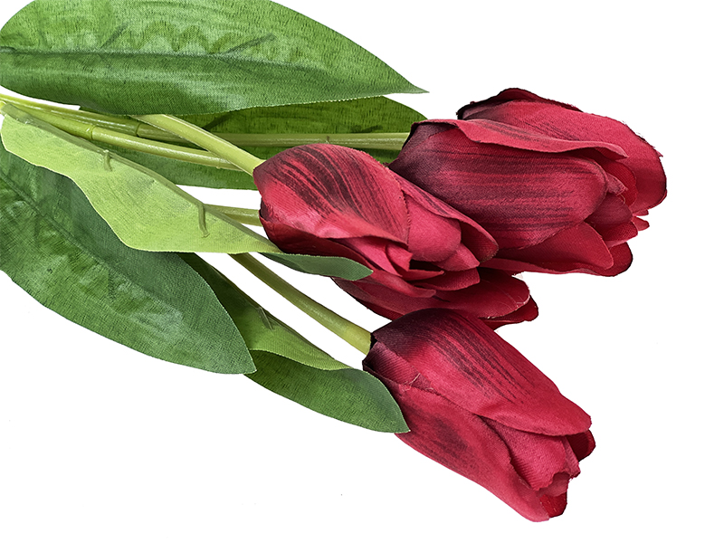 Tulipan Czerwień