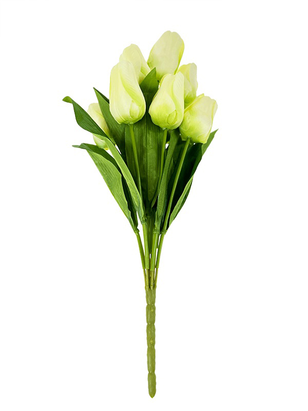 Tulipan Duży Biały