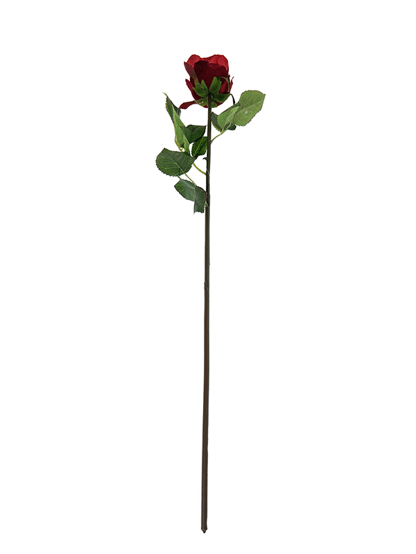 Róża Pokeyncza 1