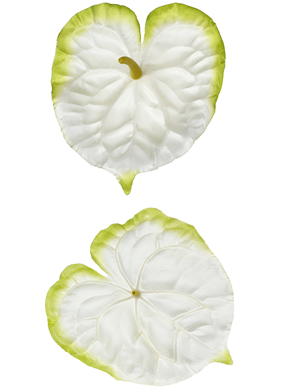 Anturium główka wyrobowa L1022 Biały/zielony (15 cm)