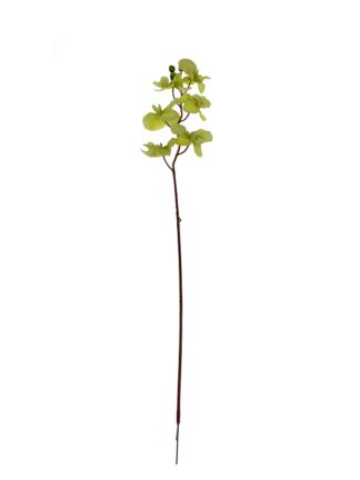 Gałązka storczyk Falenopsis Limonka (75cm) BL020 Nowe kolory!