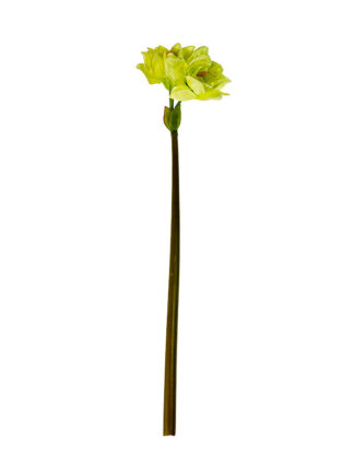 Amarylis kwiat pojedynczy T27 (75 cm)