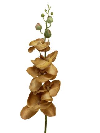 Storczyk długi pojedynczy KDG5274C pastelowe kolory (jasny brąz)