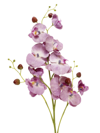 Storczyk długi pojedynczy 95 cm (jasny róż)