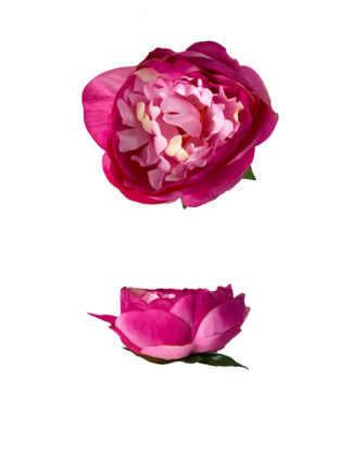 Peonia piwonia główka kwiatowa K134B