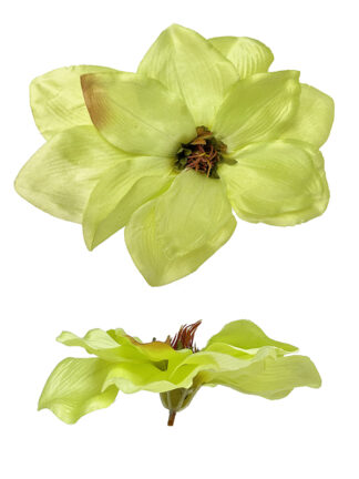 Magnolia główka kwiatowa M729 Limonkowa (18 cm)