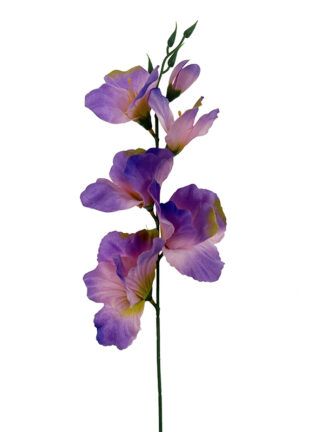 Mieczyk Gladiolus L004  Różne kolory