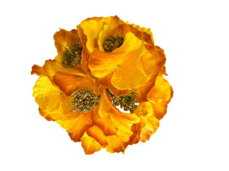 Hortensja główka wyrobowa DUŻA L1017 Jesienne kolory (15cm)