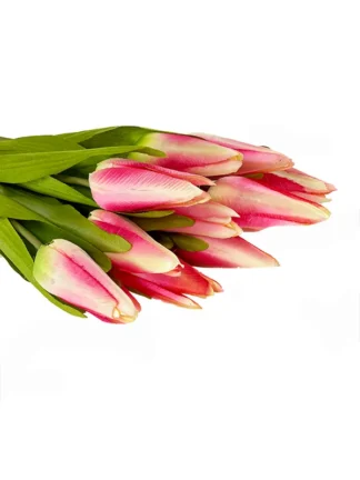 Tulipan Bukiet 12 szt. M702 (42 cm)