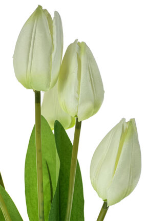 Tulipan w bukiecie 7 szt. T89 45 cm (ecru)