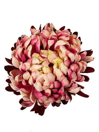 Chryzantema Premium XXL główka kwiatowa 16 cm (5 kolorów)