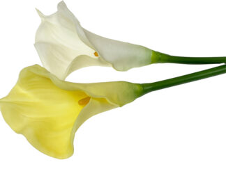 Kalia gumowana na łodydze 11-28S (70 cm) Ostatnie sztuki!