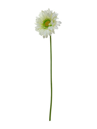 Gerbera pojedyncza G022 55 cm (biała)