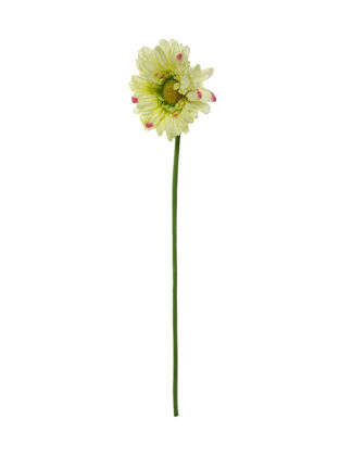 Gerbera pojedyncza G022 55 cm (ecru z różem)