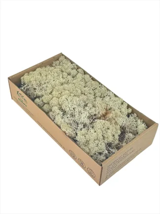 Mech naturalny dekoracyjny Chrobotek Reniferowy - kolor naturalny (300 g)
