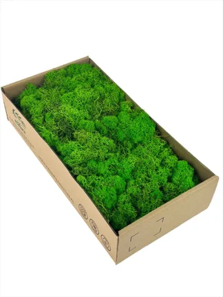 Mech naturalny dekoracyjny Chrobotek Reniferowy - Jasna zieleń (300 g)