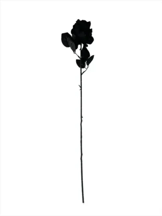 Róża pojedyncza H13 BLACK (60 cm)