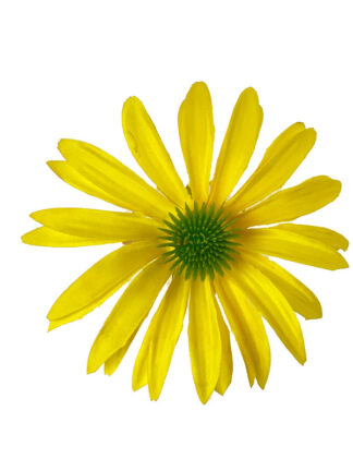 Jeżówka główka kwiatowa S348 (5 kolorów)