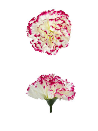 Goździk główka wyrobowa A960 Biały/róż #2 (7cm)