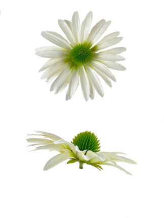 Jeżówka Główka kwiatowa S348 (Biała)