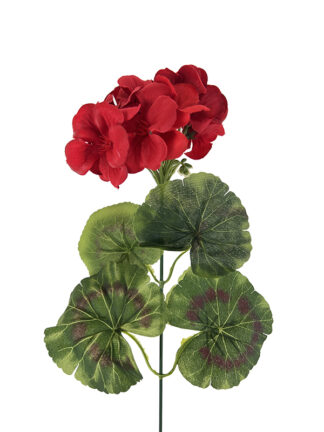 Pelargonia kwiat pojedynczy INF01 czerwony (42cm)