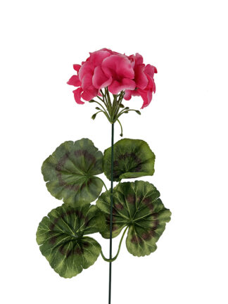 Pelargonia kwiat pojedynczy INF01 ciemny róż (42cm)