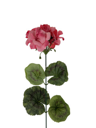 Pelargonia kwiat pojedynczy INF01 jasny róż (42cm)