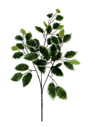 Fikus Benjamin z biała obwódką F084 (60cm)
