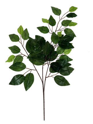Fikus Benjamin F084 (60cm)