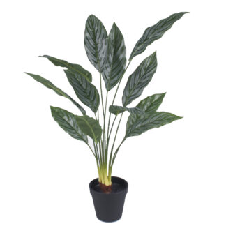 Aglaonema w doniczce Z215