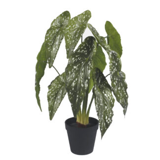 Begonia w doniczce Z217