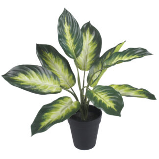 Hosta w doniczce Z211
