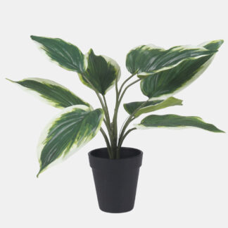 Hosta w doniczce Z209