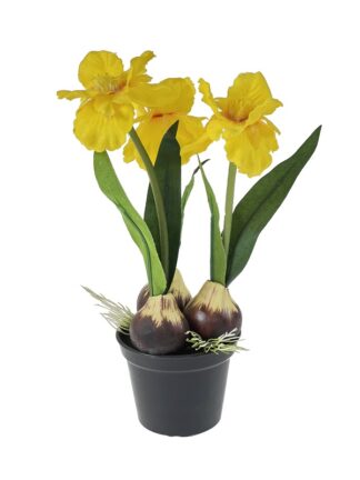 Irys w doniczce 3 cebule 22 cm (żółty)