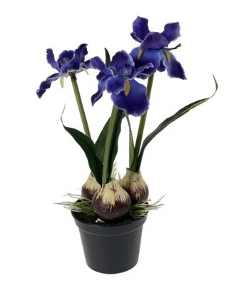 Irys w doniczce 3 cebule 22 cm (fiolet/niebieski)