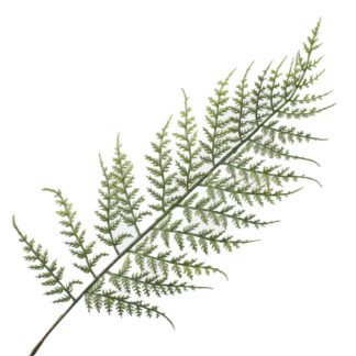 Liść paproci Green A802 (62cm)