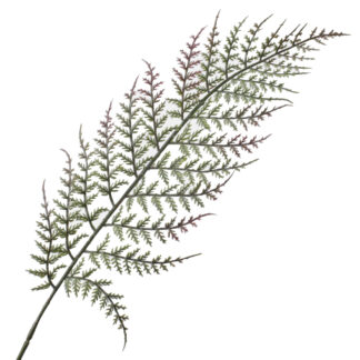 Liść paproci Green/Brown A802 (62cm)