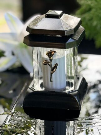 Img 7542